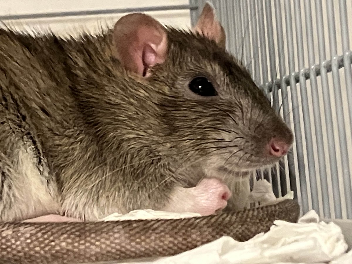 Raticzka's tweet photo. @ichewthings No you dont, otherwise i will get angry https://t.co/kpXE2wlP46