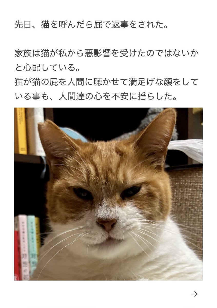 yalalalalalala's tweet photo. 【猫への悪影響の注意】 https://t.co/To79f6IlxW