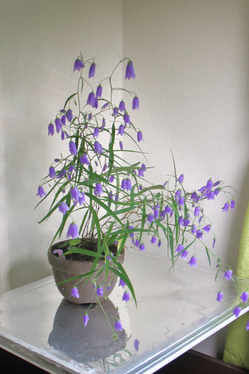 Julirrancium's tweet photo. イワシャジン
久々にしっかり咲いた
ありふれた野草だけど、意外と夏越しが難しい https://t.co/5cvDMQP5Ud