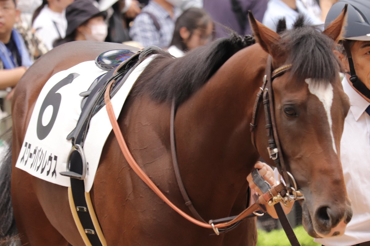 Shing_C_O's tweet photo. 中山5R 2歳新馬
スワーヴバシレウス
いよいよデビューです。
#藤沢牧場 https://t.co/sTiLbKETfq