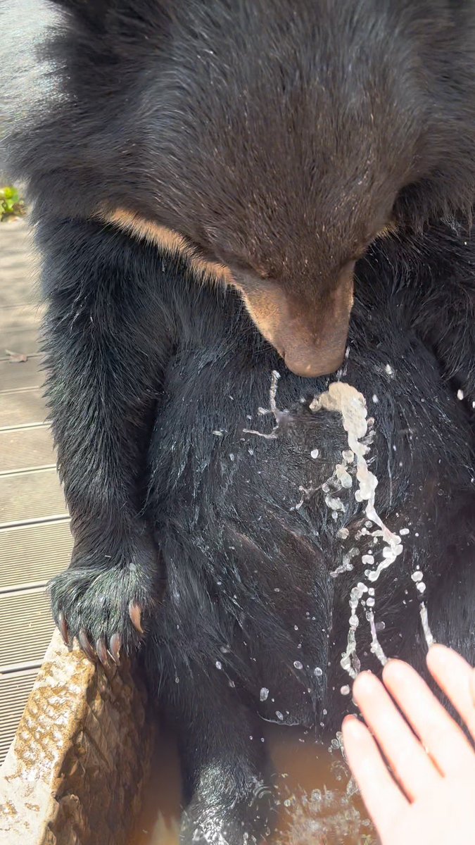 nagathuki's tweet photo. 「アハー！お水ぱしゃぱしゃ気持ち良いねえ！」
ちいちゃなおプール(たぶん水飲み場だと思うんだけど)に浸かってごきげんこぐま、飼育員さんにお水掛けてもらってニッコニコなのだ！
「まだ、雲南プーアルのお昼は、ちょっと暑いからさあ！」
2026/9/25
#普洱太阳河森林公园
#ツキノワグマ https://t.co/2VuFX41RZv