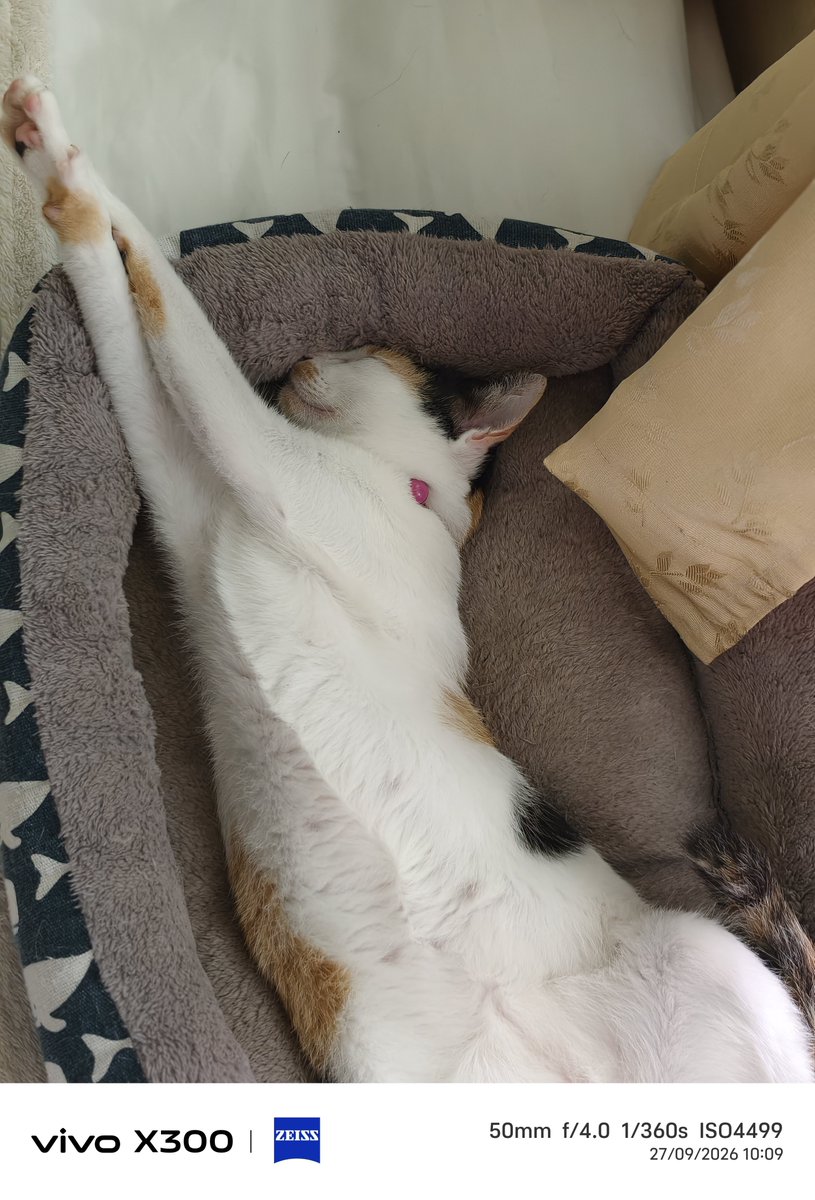 LekkyishappyLO's tweet photo. คนที่สบายที่สุด 🐱 https://t.co/uVx2u2xbN3