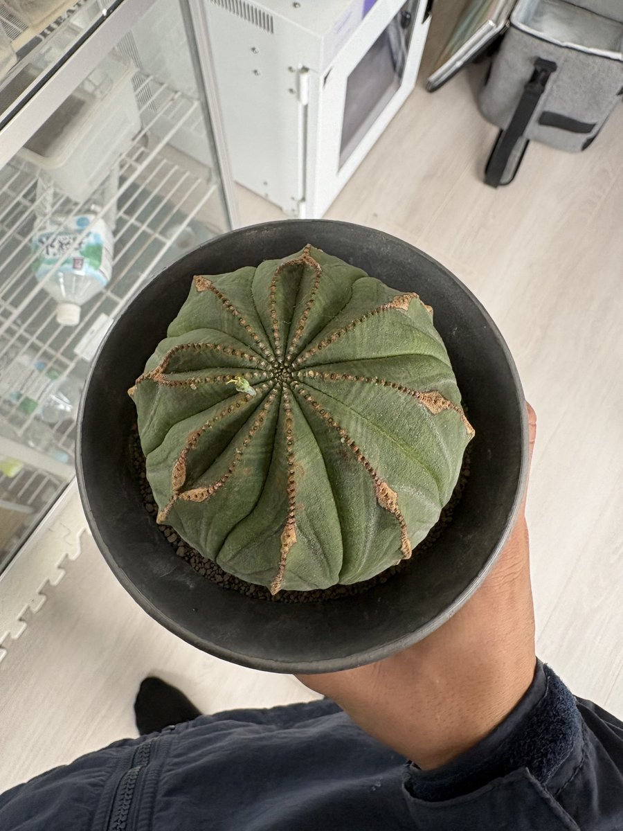 u_asagi1107's tweet photo. 植物ガチャ特賞を当ててしまって見たことない草頂きました、メス探して繁殖します💪 https://t.co/sztE30h3zU