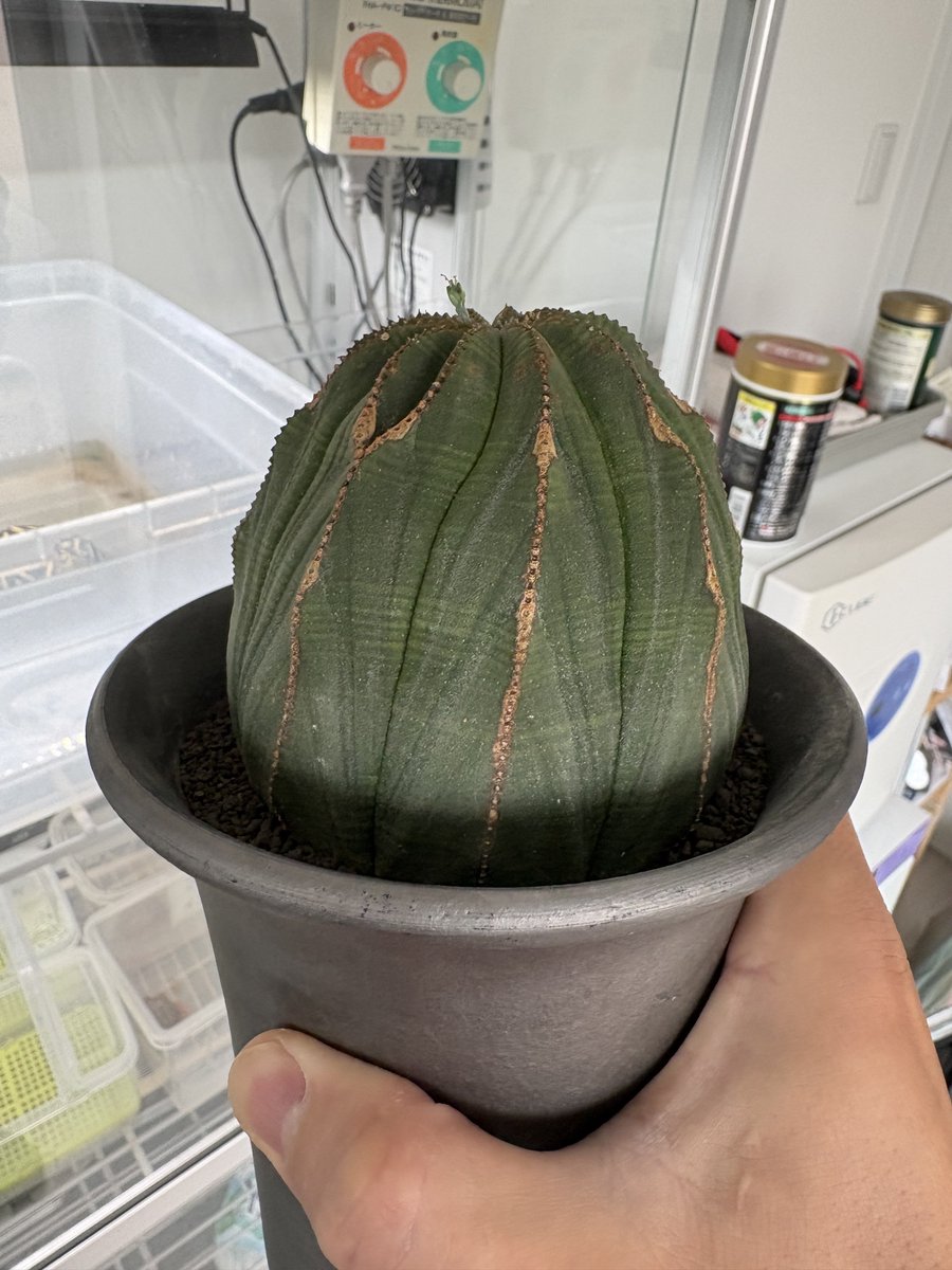 u_asagi1107's tweet photo. 植物ガチャ特賞を当ててしまって見たことない草頂きました、メス探して繁殖します💪 https://t.co/sztE30h3zU
