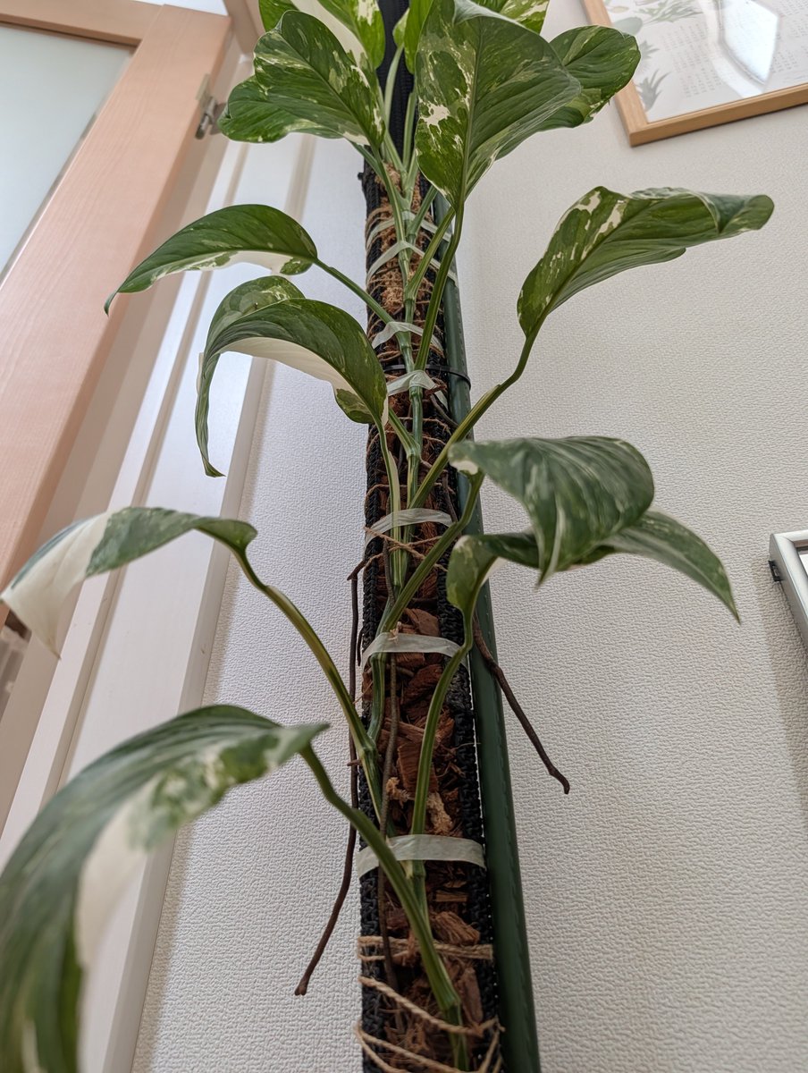 KANBE_Sato's tweet photo. 下葉が落ちると貧相に見えてしまう…。仕立て直してみます😬
#monstera #lechleriana https://t.co/kLWAacu217