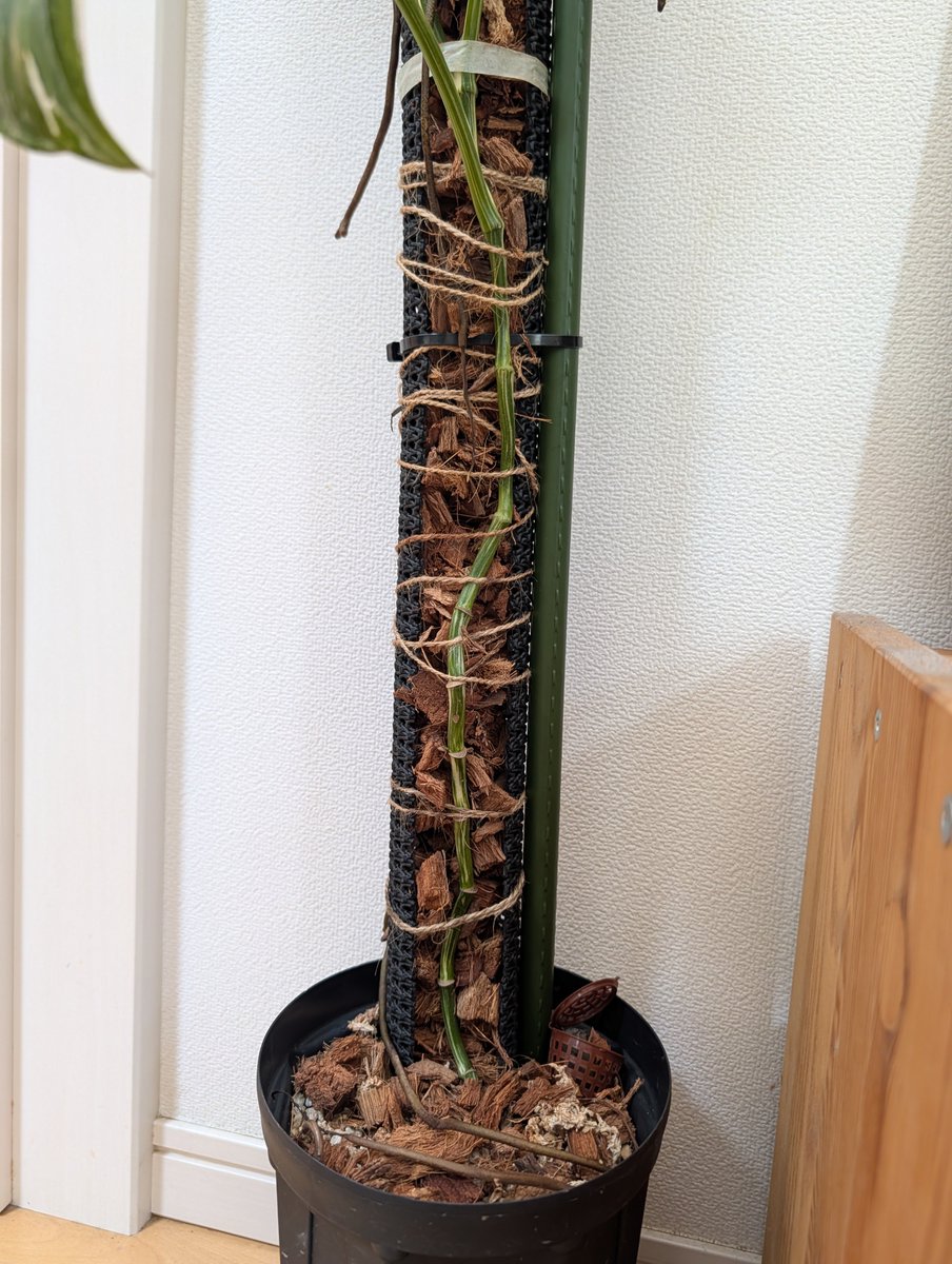 KANBE_Sato's tweet photo. 下葉が落ちると貧相に見えてしまう…。仕立て直してみます😬
#monstera #lechleriana https://t.co/kLWAacu217