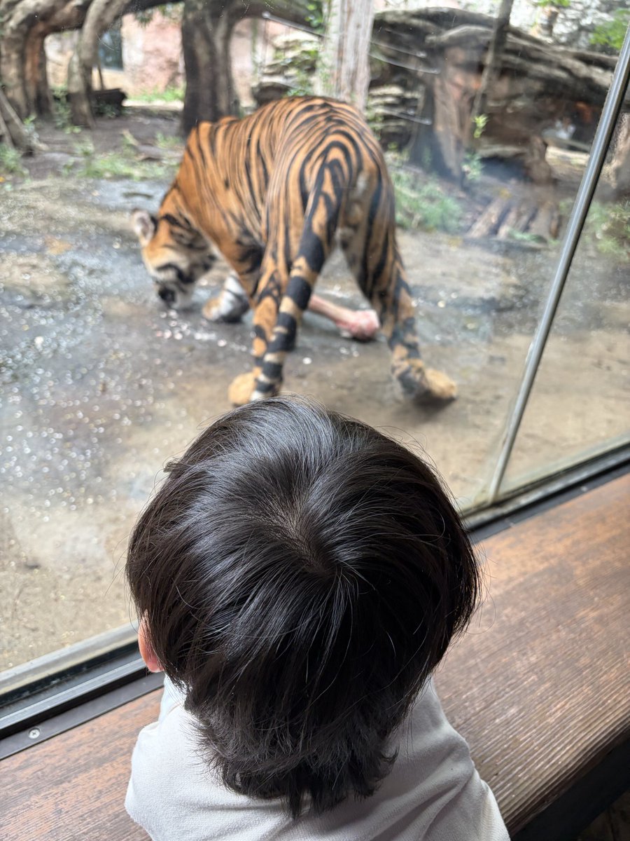 akachan0425's tweet photo. 前回トラ🐅遠目だったけど、近くで見れたので。 https://t.co/eMfJ4hFibd