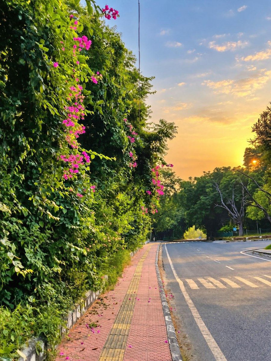 ItsAnupX's tweet photo. One morning in Delhi.

The roads were quiet,
The flowers were wide awake,
and for a few minutes,
the city felt nothing like a city.

Clicked this during my June 2026 visit, JNU Road, happy sunshine ☕ https://t.co/X2IpxU6iJs