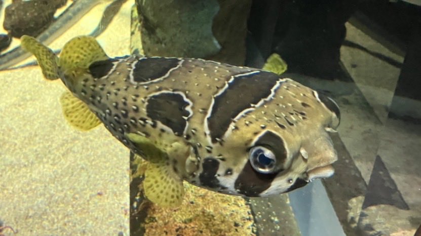 treasure1966's tweet photo. 加茂水族館に行きました。正面の案内所カウンターにさかなクンのぬいぐるみがありました。フグ、ホウボウや、有名なクラゲを見ましたよ。この水族館は、案内が手書きて、読みやすかったです。
#加茂水族館 #さかなクン https://t.co/vBkozGkRh8