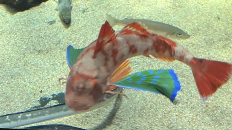 treasure1966's tweet photo. 加茂水族館に行きました。正面の案内所カウンターにさかなクンのぬいぐるみがありました。フグ、ホウボウや、有名なクラゲを見ましたよ。この水族館は、案内が手書きて、読みやすかったです。
#加茂水族館 #さかなクン https://t.co/vBkozGkRh8