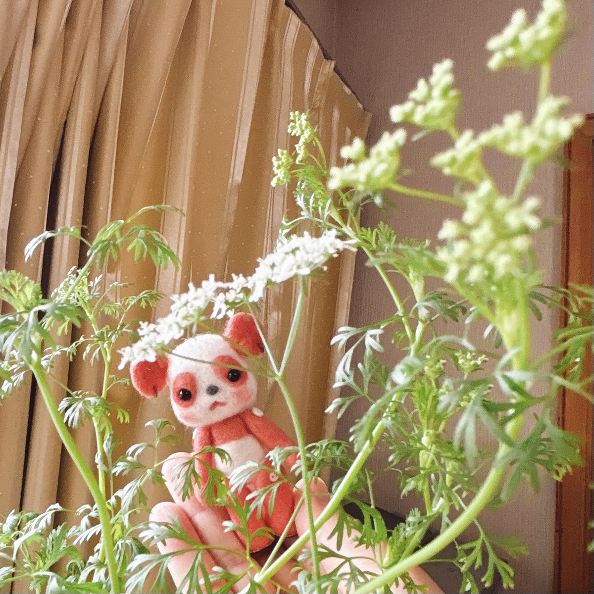 Mujinadances1's tweet photo. 水耕栽培で育てていたパクチー、そろそろリセットしようかな…と思ってマジマジと見たら…花咲いてた！！ https://t.co/c00rK7J0Of