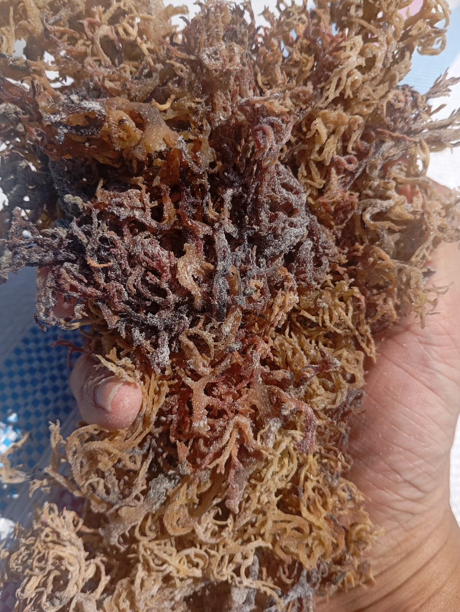 Slametsudicd's tweet photo. Di cari utk di beli rumput laut jenis COTTOMI dan SPINOSUM https://t.co/YU0Evbp9n3
