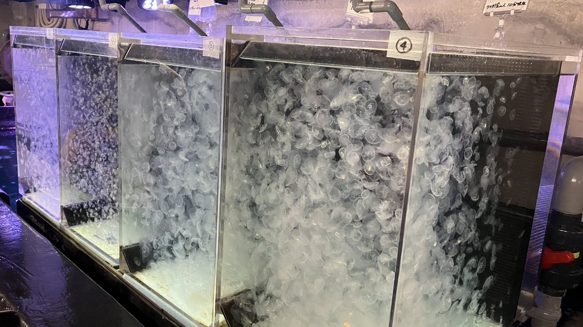treasure1966's tweet photo. 加茂水族館でクラゲ水槽のバックヤードツアーにも参加、クラゲのご飯は？
行って見て飼育員さんに聞いてください。
#加茂水族館 #バックヤードツアー https://t.co/llDhm6EQJM