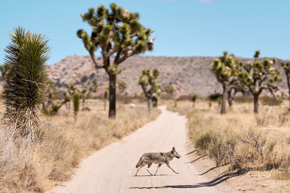 interameryka's tweet photo. Bliskie spotkania z Kojotem. Park Joshua Tree.

Pamiętajcie (tak mnie uczyli Park Rangers na szkoleniu). Jeden kojot zawsze przed wami ucieknie...ale dwa to już wy powinniście się wycofać... https://t.co/qT1Z5efMR7