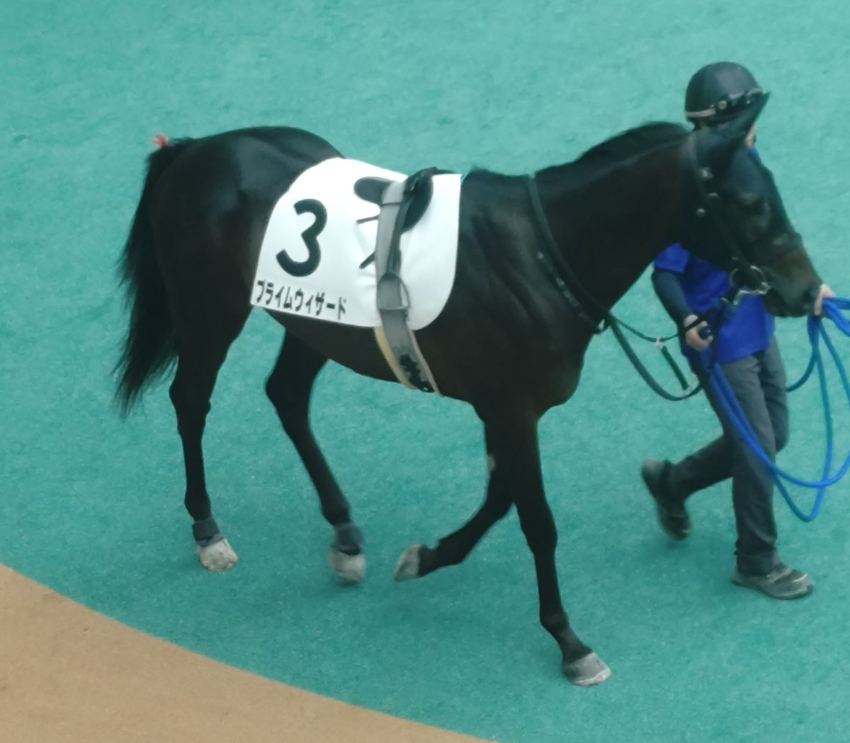 bluerainbringer's tweet photo. プライムウィザード
新馬戦頑張って🐴

#阪神6R https://t.co/EqgFbs8cLf