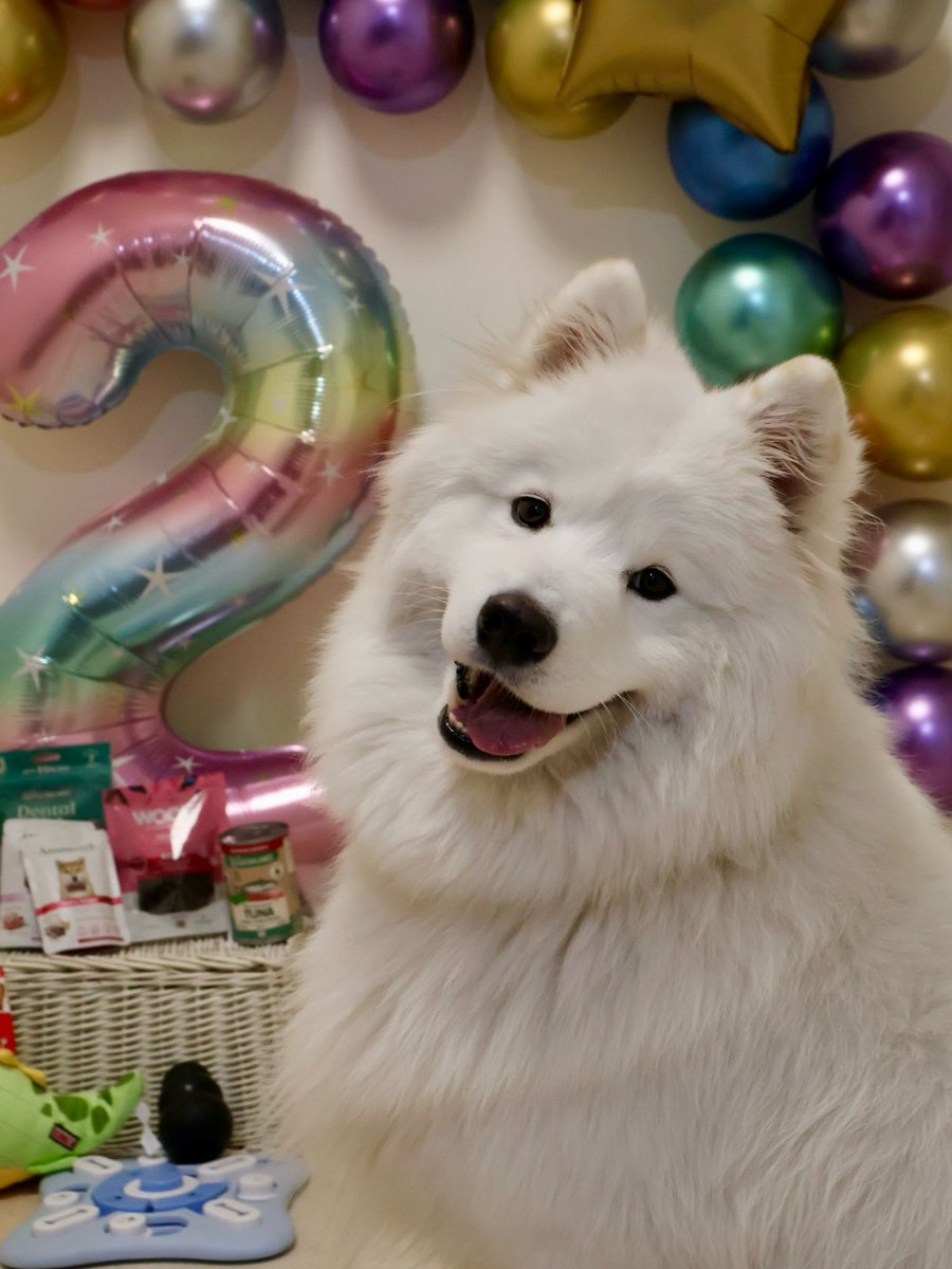 henrywalker55i5's tweet photo. It’s my BIRTHDAY! I’m 2 years old! Kirita, you came into our home and filled our hearts with love, turning our lives upside down. You’ve been there on my good days and my difficult ones. You’ve been my calm when I needed it most and my reason to go https://t.co/AP3tyXETx9