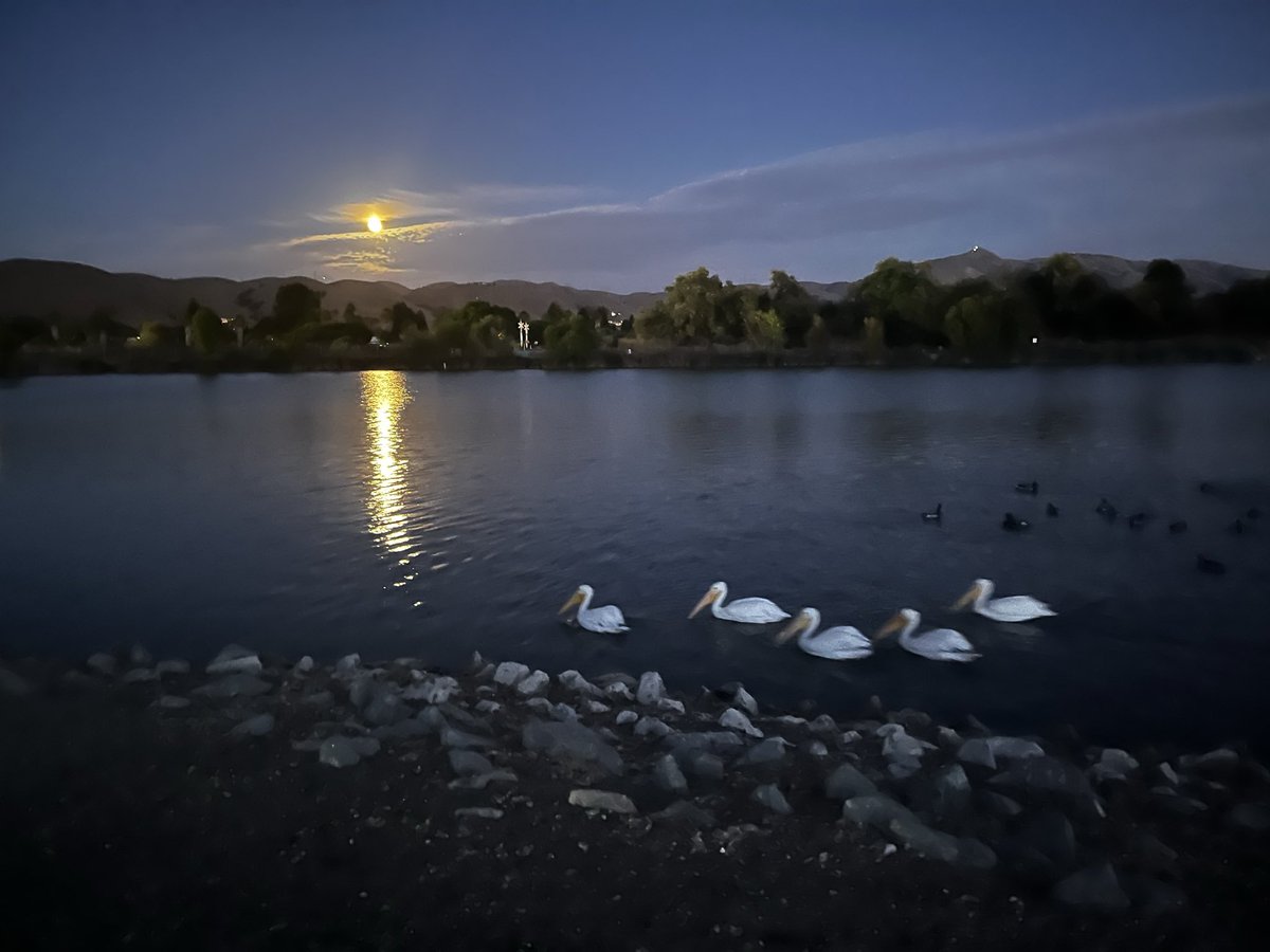 hitendra_pv's tweet photo. Swans under the moonlight! https://t.co/ODjVsZzTZM
