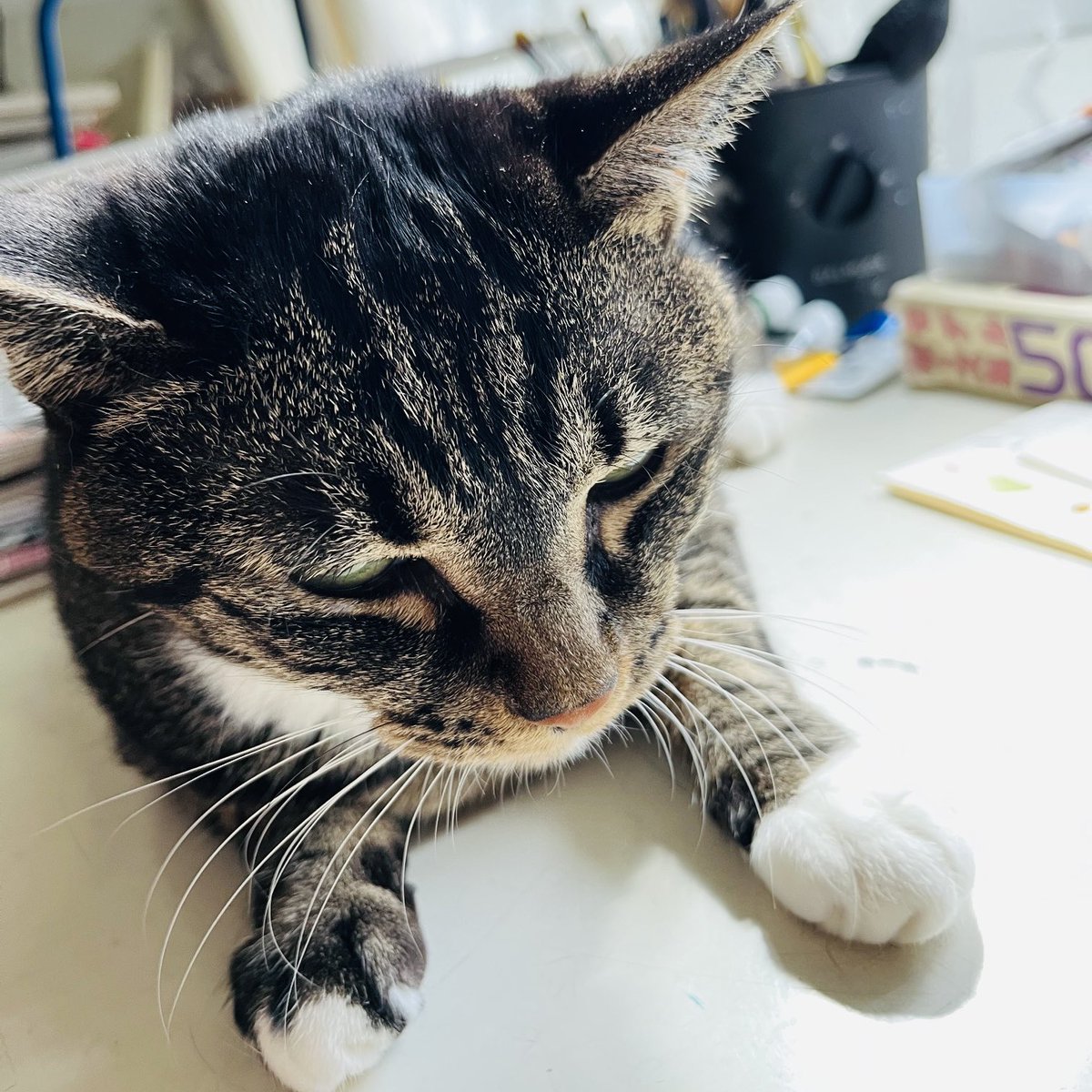 nshono's tweet photo. 今日も邪魔し隊が来てる https://t.co/jypmWub9Mk