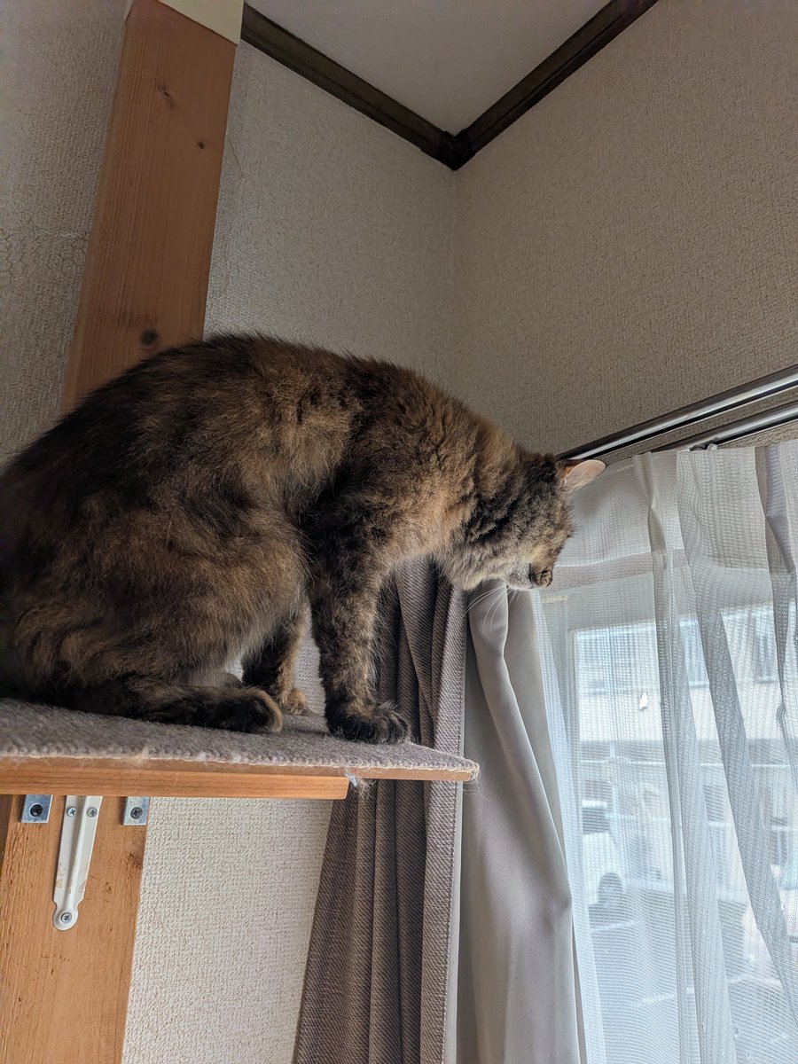 MaruNoa2's tweet photo. ニャルソック中〜

#エスパルスねこ部 https://t.co/y8FeX6QThx