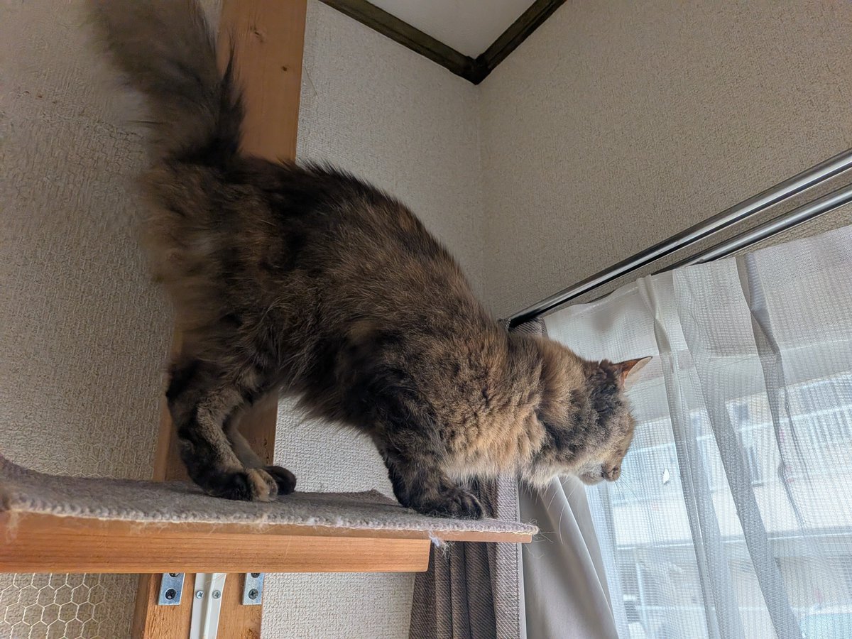 MaruNoa2's tweet photo. ニャルソック中〜

#エスパルスねこ部 https://t.co/y8FeX6QThx