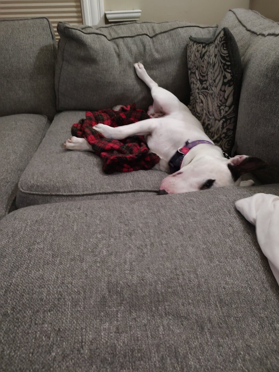 rexthetvterrier tweet picture