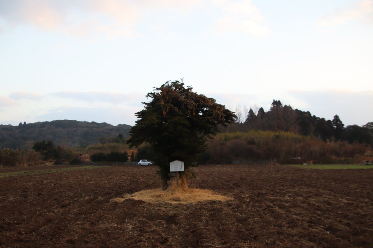 shngot1130's tweet photo. 鹿児島県いちき串木野市の鍋ヶ城
2026年2月の訪城
大里川に面した比高30mの台地上に築かれた城です。現在は畑となり遺構は特にありませんが説明板と惟宗広言公の墓と伝��る石塔が残っています。 https://t.co/HjWDicEVjW