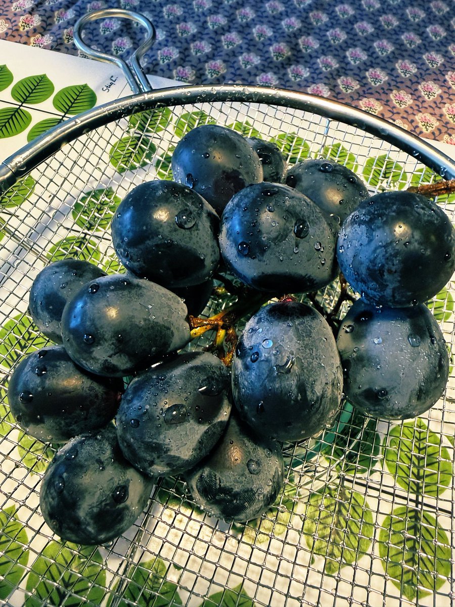 pinoccorocco's tweet photo. 長野パープル🍇いただきます https://t.co/5LhJIpVLHZ