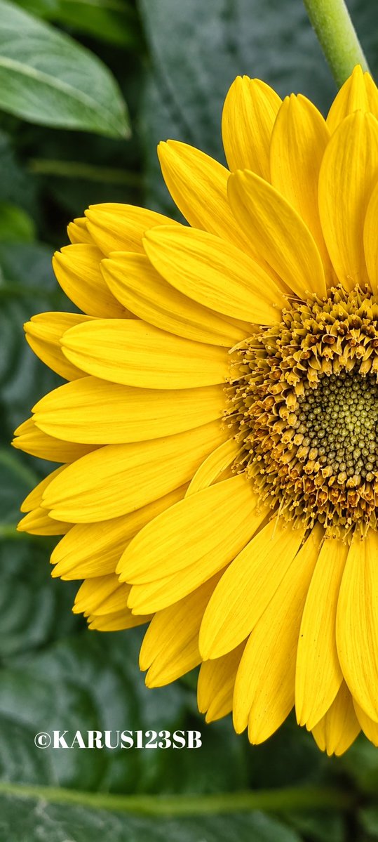 Karus123SB's tweet photo. Sunday Yellow...💛🌻

क्लिकतरहा ❤️ #theme_pic_India_Flowers https://t.co/d4TYoLiCdn
