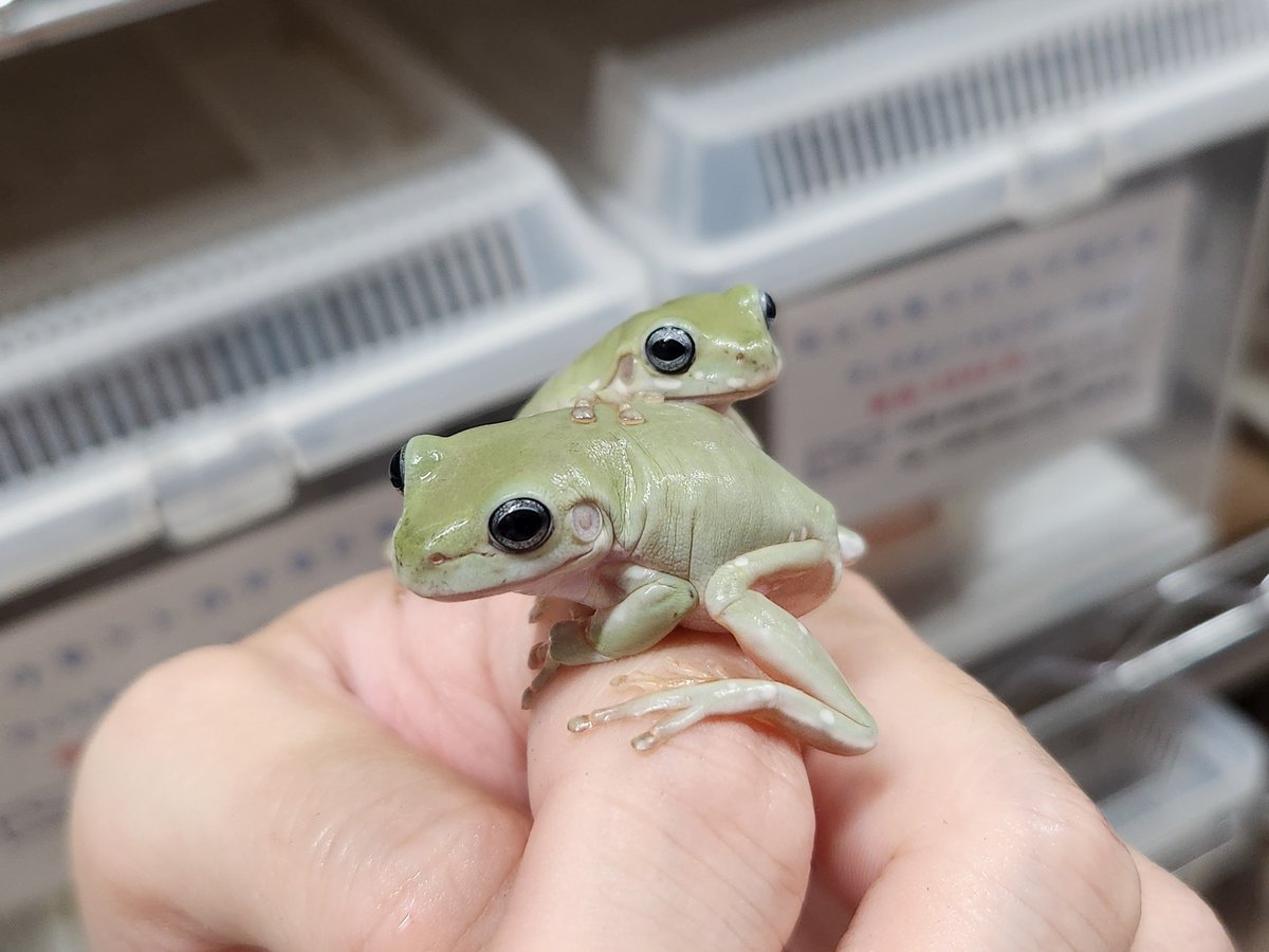 gyui_rock_esp's tweet photo. 日曜なの��あいにくの雨模様ですが、本日も通常営業です。
写真は新着のカエルたち。

・イエアメガエル 
スーパースノーフレーク＆ブルーアイ

・コンコロールクサガエル
・バナナガエル https://t.co/O3surABJKZ