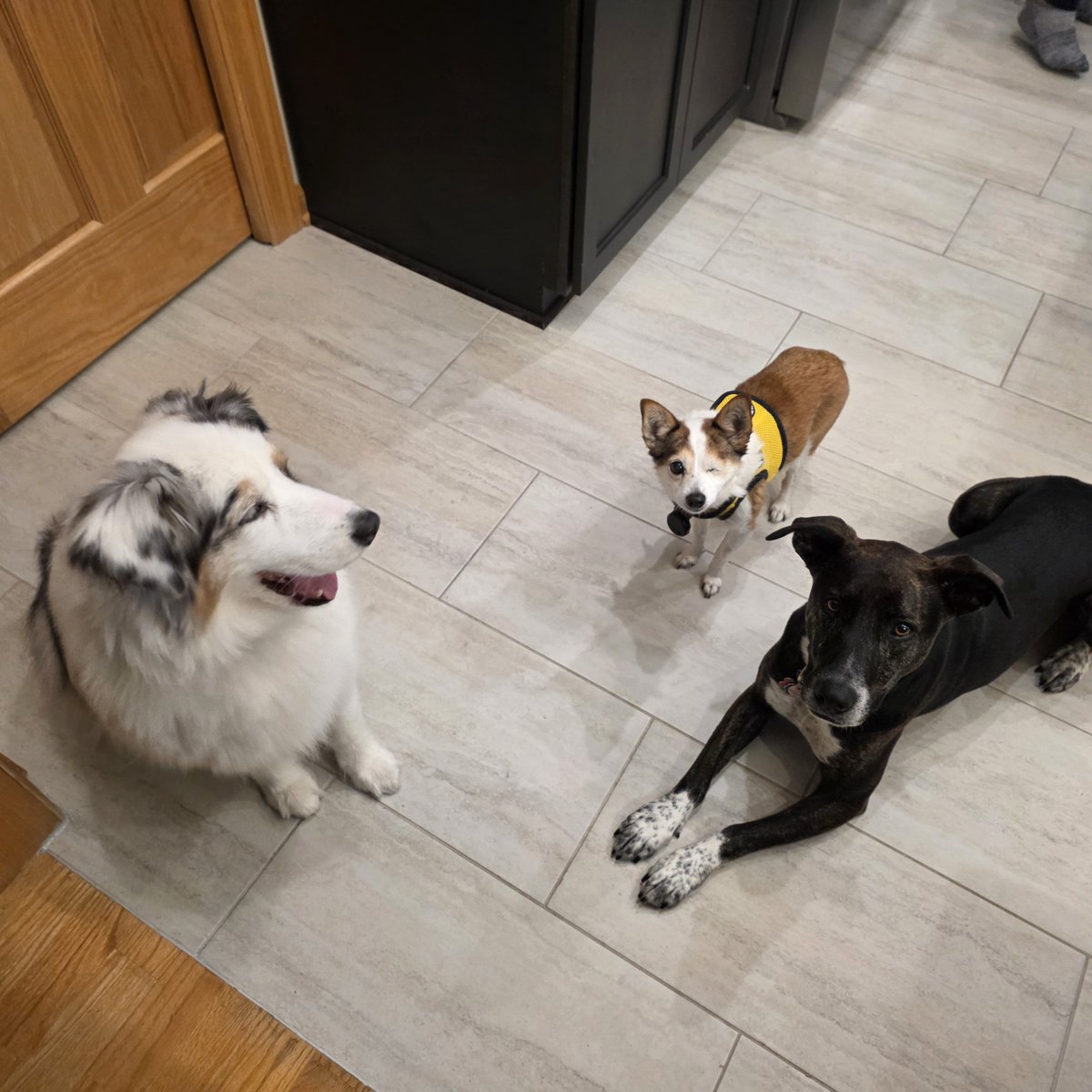 sleepyinIl's tweet photo. I'm being stalked for @stellaandchewys freeze dried raw chicken treats.
#PackAttack https://t.co/EKUos9Tu8I