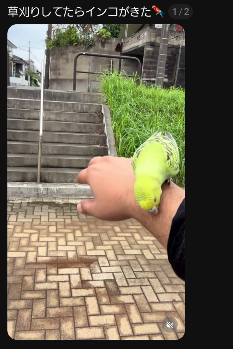 nari0104k's tweet photo. 2026年9月27日
おそらく千葉県かと。
セキセイインコの目撃情報🦜
保護を試みて下さいましたが飛んで行ってしまったそうです🥲サイトの登録はお願い中🙏
お探し中の方はいませんか？
 #迷子  #迷子鳥  #迷子インコ  #目撃  #セキセイインコ  #千葉県 ？
https://t.co/dVZPdDyqPz https://t.co/yPaD987xky