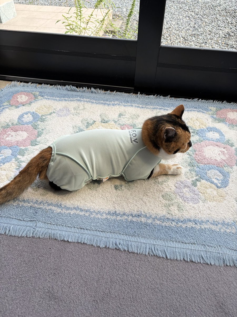 nyal_cau's tweet photo. 舐めハゲできた猫ちゃん
保護服を着せられる https://t.co/HD44jU5kbP