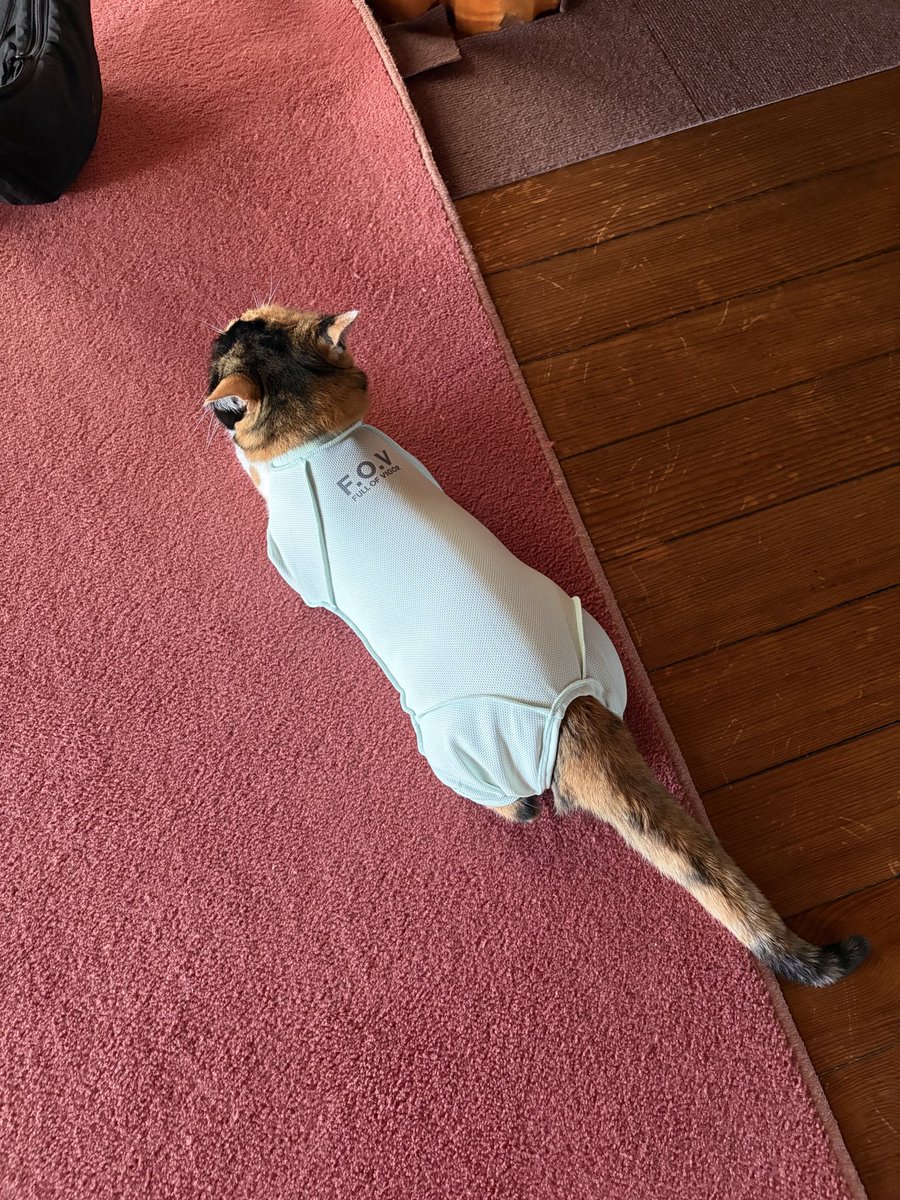 nyal_cau's tweet photo. 舐めハゲできた猫ちゃん
保護服を着せられる https://t.co/HD44jU5kbP
