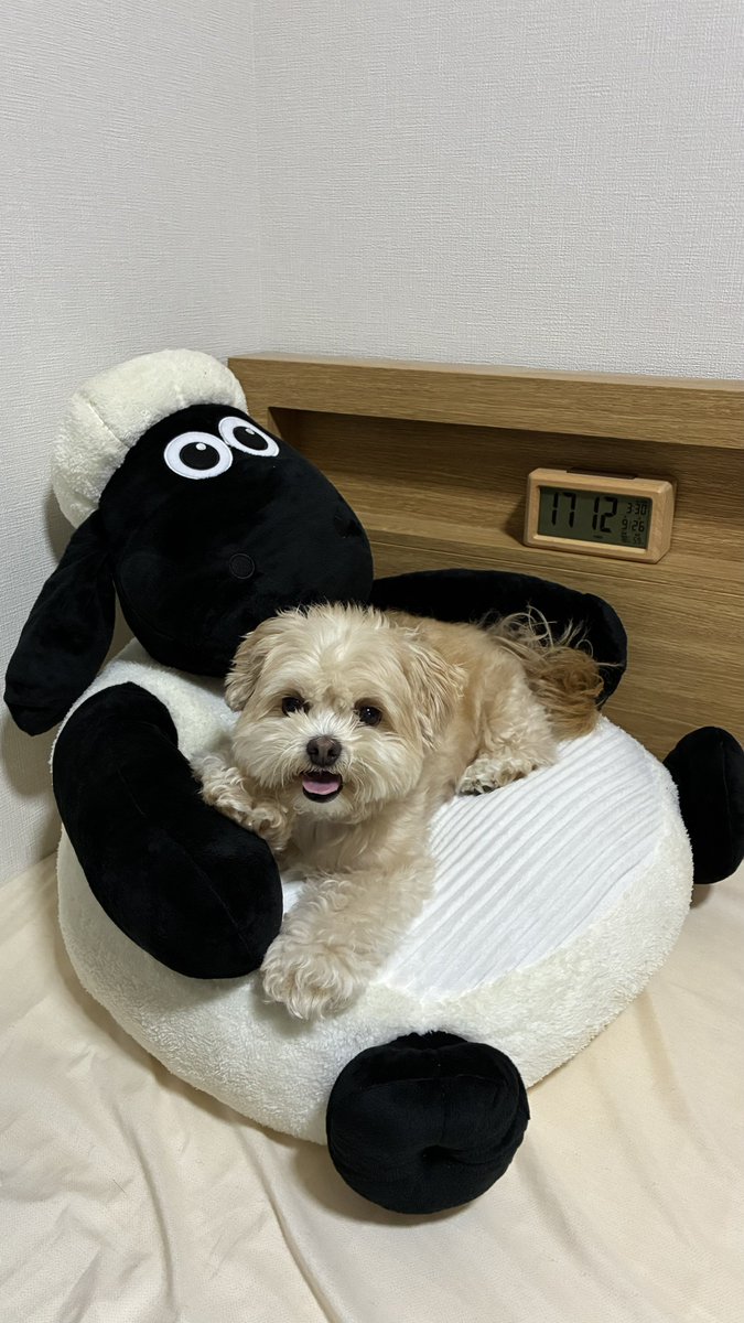 MONKEYWOOOOO's tweet photo. 『ウーの  おやすみのひ  にっき』
9がつ27にち(みち)
ふわふわで  もこもこな
ひつじを  つかまえた。
おいしそー。 https://t.co/dEq5DjROG5