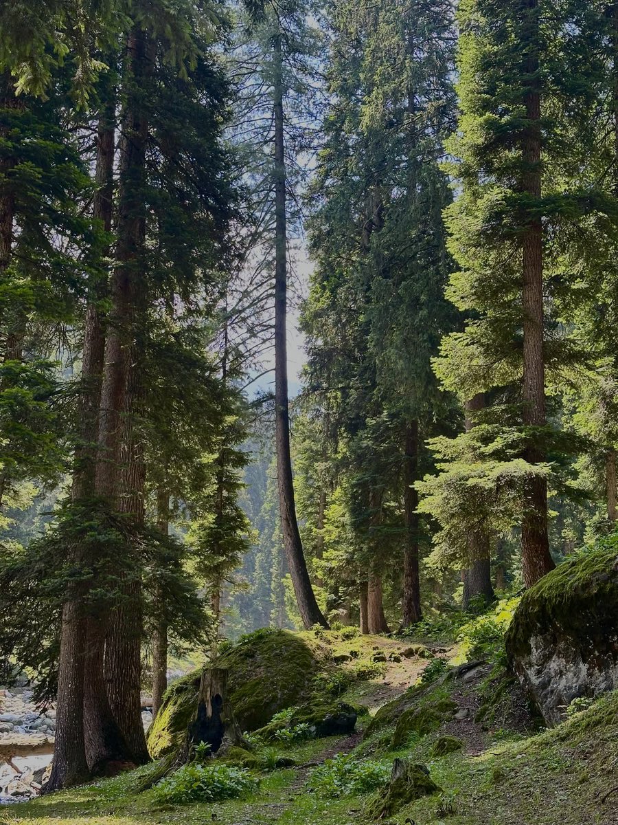 greenvibe's tweet photo. Pine trees give me a sense of peace. https://t.co/hdpd8VCeKl
