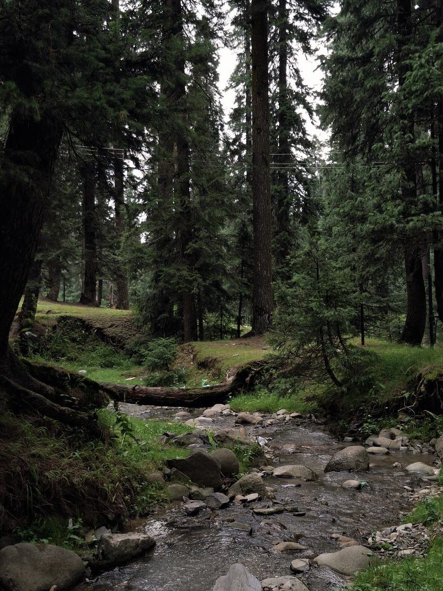 greenvibe's tweet photo. Pine trees give me a sense of peace. https://t.co/hdpd8VCeKl