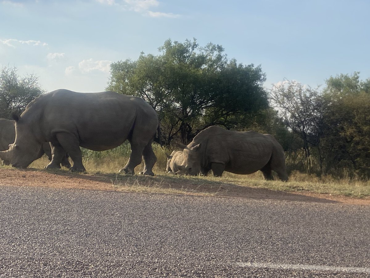Nick777448643's tweet photo. Rhinos in Africa on my way to the shops https://t.co/2fjhLXSZOg