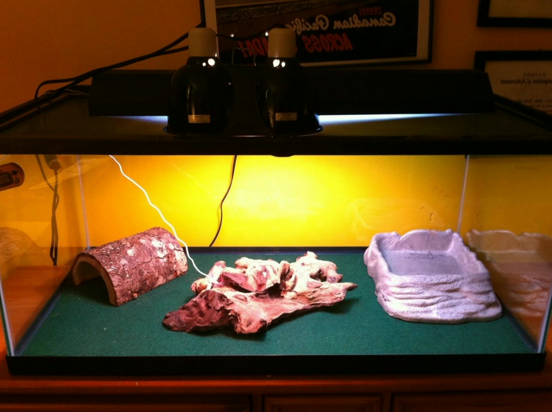 AshleyL32860's tweet photo. Is this the right set up for a bearded dragon? Info in comments. https://t.co/SE3C2q9AlB