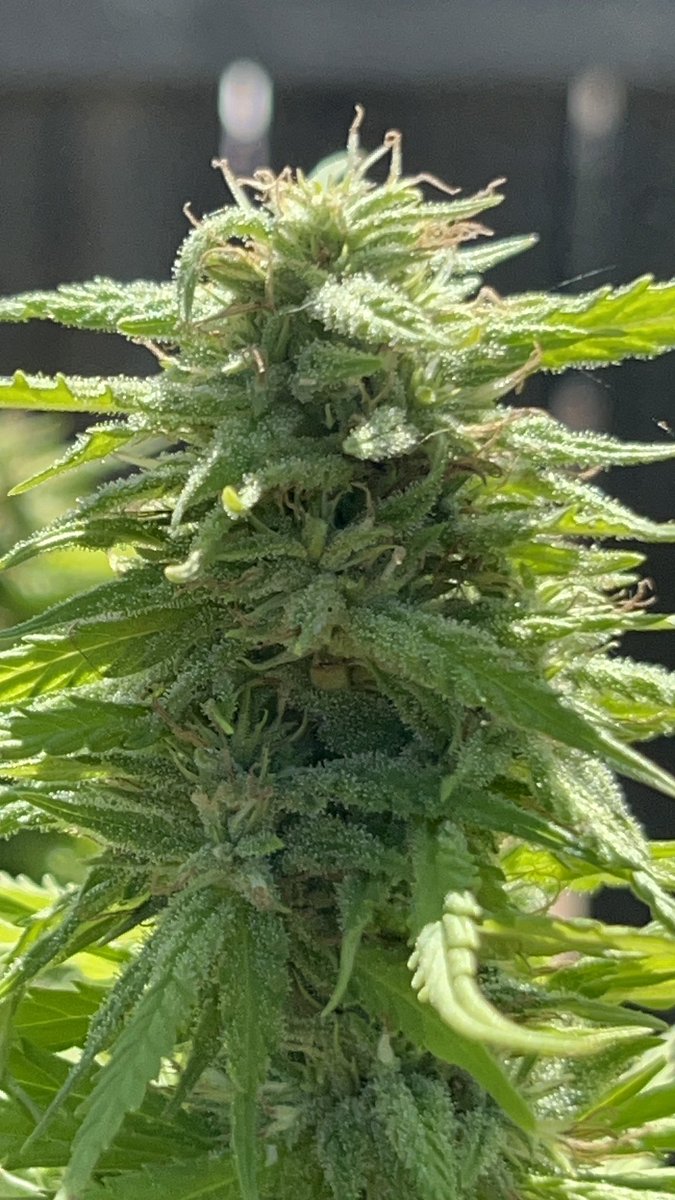 Itsphebeats's tweet photo. #BubbaKush is going to be ready to #harvest soon!!! ๐จ๐พโ๐พ๐ฎโ๐จ๐จ #itsPhe #diy #garden #gardening #cannabis #healthy https://t.co/FcDdoAFTXf
