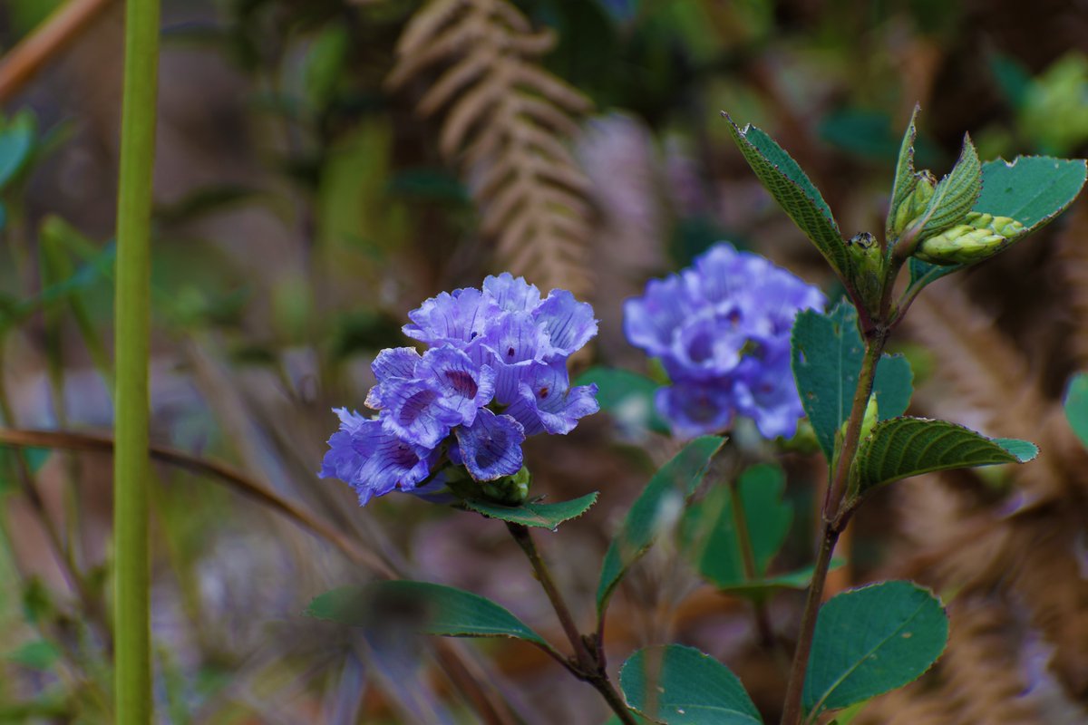 ShivaJmc12's tweet photo. THE BLOOM THAT WAITS 12 YEARS. 🌿💙

A sanctified moment in the mountains of God’s Own Country, Kerala - blessed to witness the breathtaking bloom of Neelakurinji (Strobilanthes kunthiana), a flower that transforms the landscape into a sea of blue and purple after waiting nearly 12 years to bloom.

As the second phase of #WikiCommonsoftheWild begins, this becomes more than just another photograph for me. It marks the beginning of my next chapter as a wildlife conservation storyteller - where every species, every landscape and every extraordinary moment in nature has a story worth documenting.

Neelakurinji reminds us that nature does not follow our clocks. Some wonders ask us to wait. Some appear only once in a generation. And some secrets remain hidden until we take the time to look.

Kerala is not just a destination for tourism. Beyond its famous landscapes lies a living treasure of rare plants, wildlife, medicinal species and countless ecological mysteries waiting to be discovered.

Happy World Tourism Day.
As tourism embraces digital technology and artificial intelligence, may we also remember the most important story worth protecting - the living world itself.

#Neelakurinji #Kerala #WildlifeConservation #ConservationStoryteller #Biodiversity #WorldTourismDay #conservation @AdyashaSatpath3 #nature @pargaien #indiaves @Natures_Voice #ThePhotoHour #BBCWildlifePOTD @NikonUSA @NikonIndia @WildlifeMag @BBCEarth @NatGeoPhotos @Wikimedia @thebetterindia @Discovery