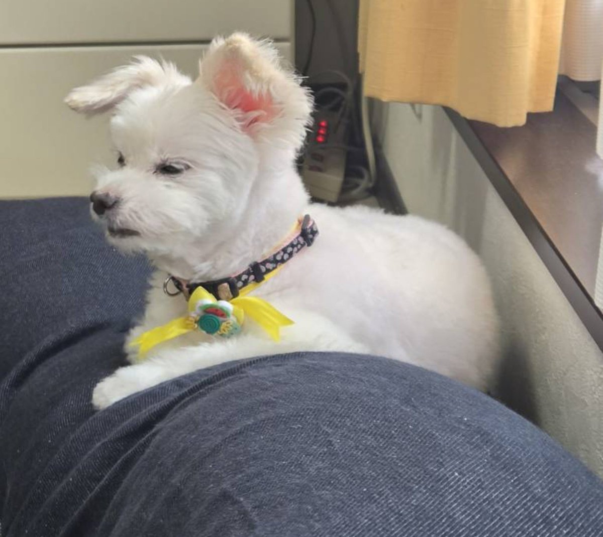 HAL__chen's tweet photo. 久々のお犬さま🐶

寝落ち寸前のモゴヂャンかな https://t.co/vCWvyIxqrb
