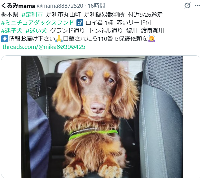mama88872520's tweet photo. 一刻も早い無事保護✨祈ってます🙏
https://t.co/3RDT8WXAKF
無理に追わず🙈声掛けせず🙊情報お届け下さい🙏
#栃木県  #足利市  #迷子犬 https://t.co/TEe71DcdAF