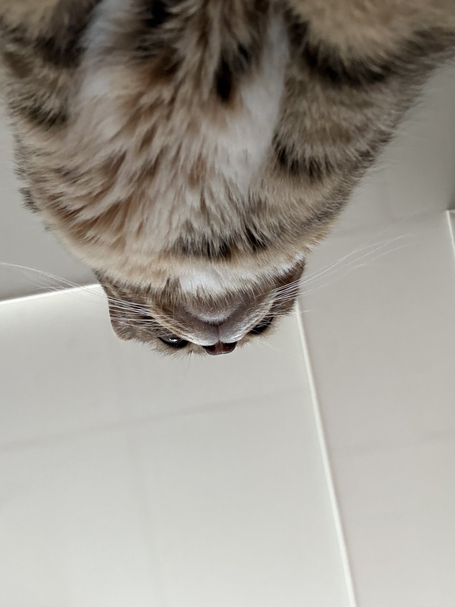 AutumnKimcat's tweet photo. https://t.co/AwUFkcg9zO