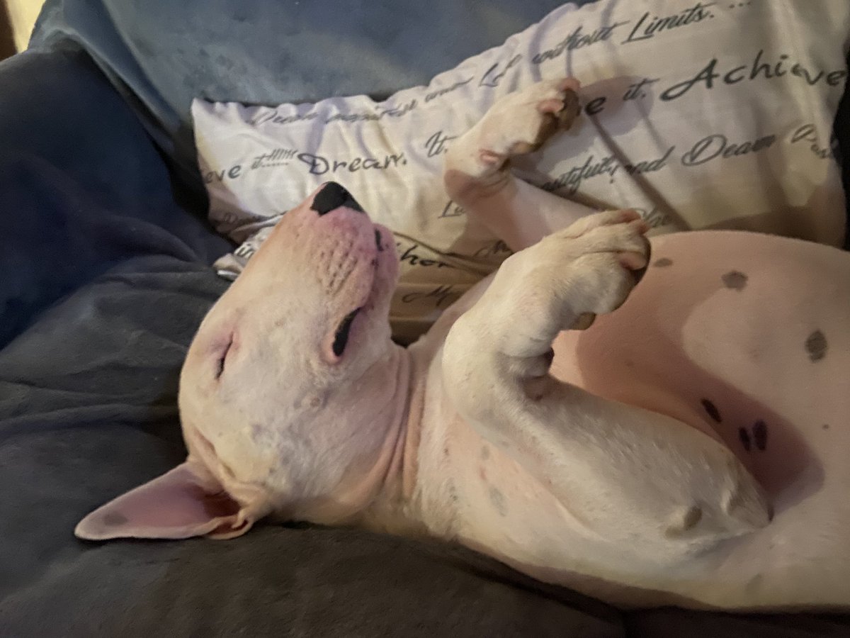 Nick777448643's tweet photo. Franky my bullterrier https://t.co/UkjfUpRh12