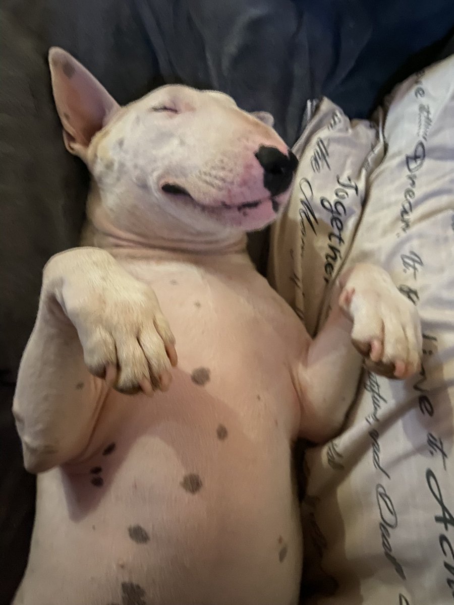 Nick777448643's tweet photo. Franky my bullterrier https://t.co/UkjfUpRh12