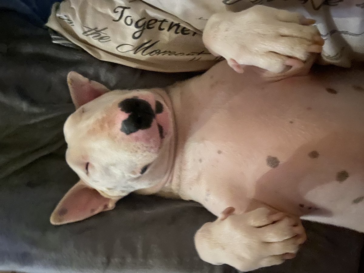 Nick777448643's tweet photo. Franky my bullterrier https://t.co/UkjfUpRh12