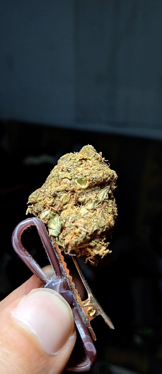 demian_salgado's tweet photo. #weed #tw #flower #cdmx https://t.co/pkNK5j6Hiv