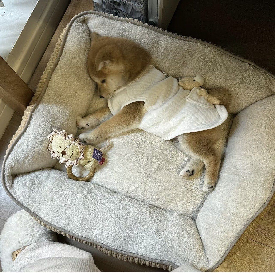 EdmondKuhacyxw's tweet photo. My little fur baby hit 6 months old today! From a tiny, wobbly pup who could barely make it down the hallway, to this zoom-obsessed snuggle bug—every messy, giggly moment is my favorite.  Here’s to many more adventures together!， https://t.co/8qZ9BD84UC