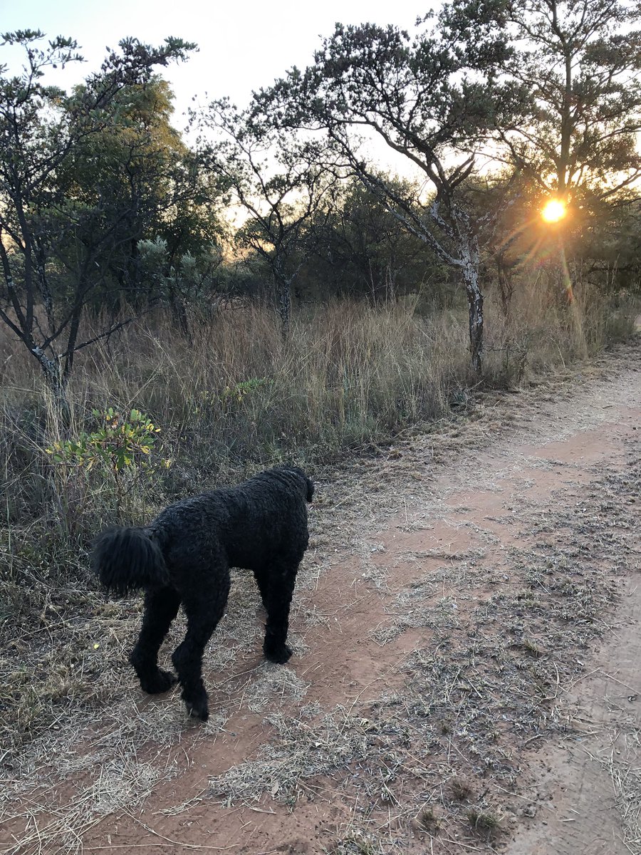 Nick777448643's tweet photo. De La Rey my Black Russian Terrier https://t.co/9MfbteJReN