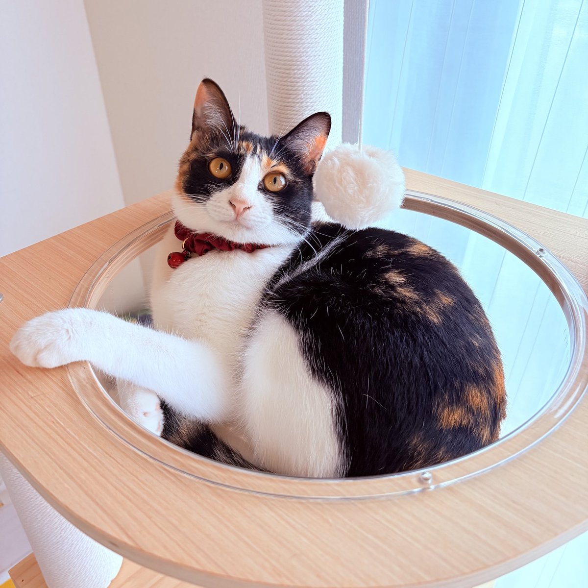 nekodepp's tweet photo. 滅多に入らない宇宙船
#三毛猫 https://t.co/5SsTHwiehF